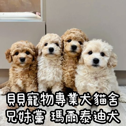 安德烈路易斯点赞海港赢得德比消息